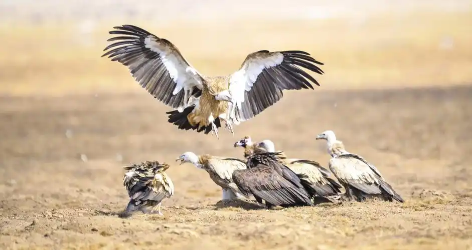 摄影艺术大师赵成福先生优秀作品鉴赏之二