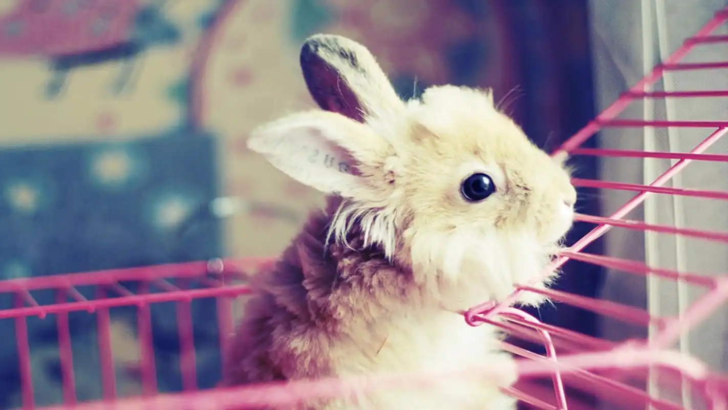 治愈系可爱小兔子唯美高清桌面壁纸