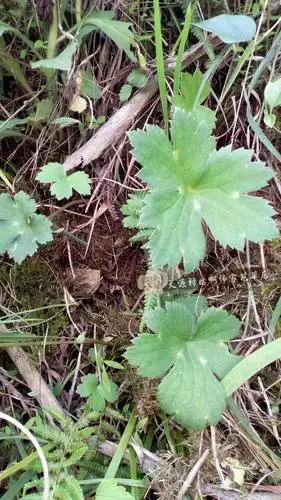 新鲜野生中药材神奇草毛莨老虎脚板底毛建草野芹菜起泡草10份包邮