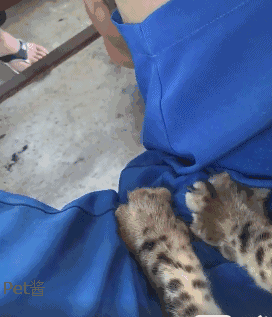 猫咪在男主人身上踩奶只是踩的位置有点特别男不能养猫啊