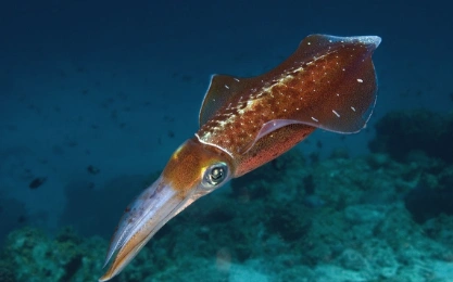 乌贼为什么是四维生物