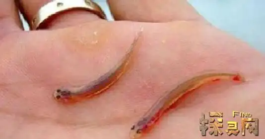 人见人怕的恐怖吸血鱼,趁人不备钻进人体尿道(图片)