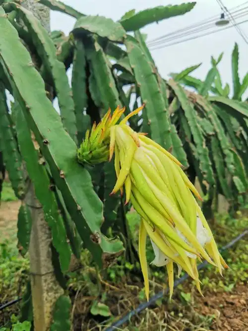 霸王花的样子很霸王花长33公分