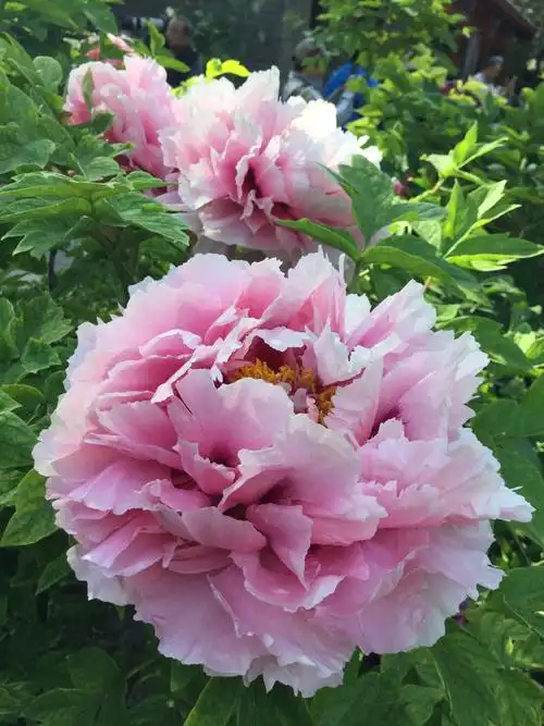 景山公园牡丹花盛开,太漂亮了!