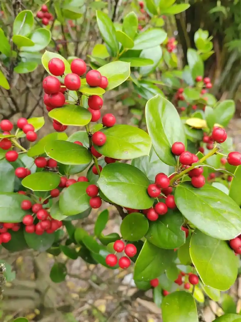 无刺枸骨#一日一植物 #植物科普 无刺枸骨为冬青科冬青属常绿 - 抖音