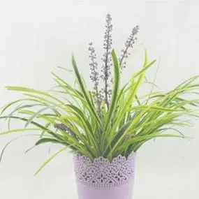 金边麦冬盆栽小叶麦冬万年久长叶麦冬草四季常青不落叶