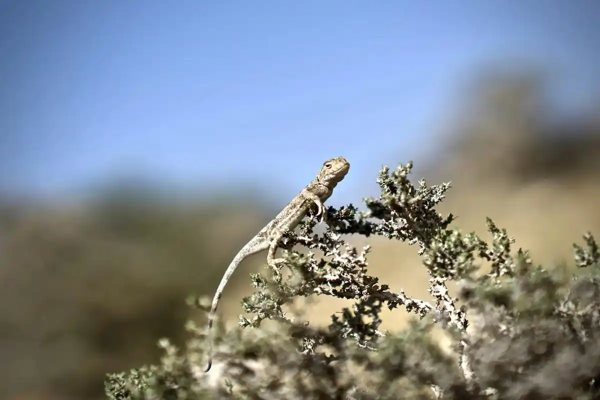 四角蛇 去戈壁滩遇见了小时常见的"四角蛇",回来查了一下,才 - 抖音