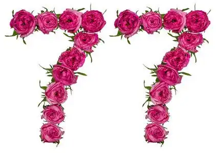 阿拉伯数字 77, 七十七, 从红色的玫瑰花, 孤立照片