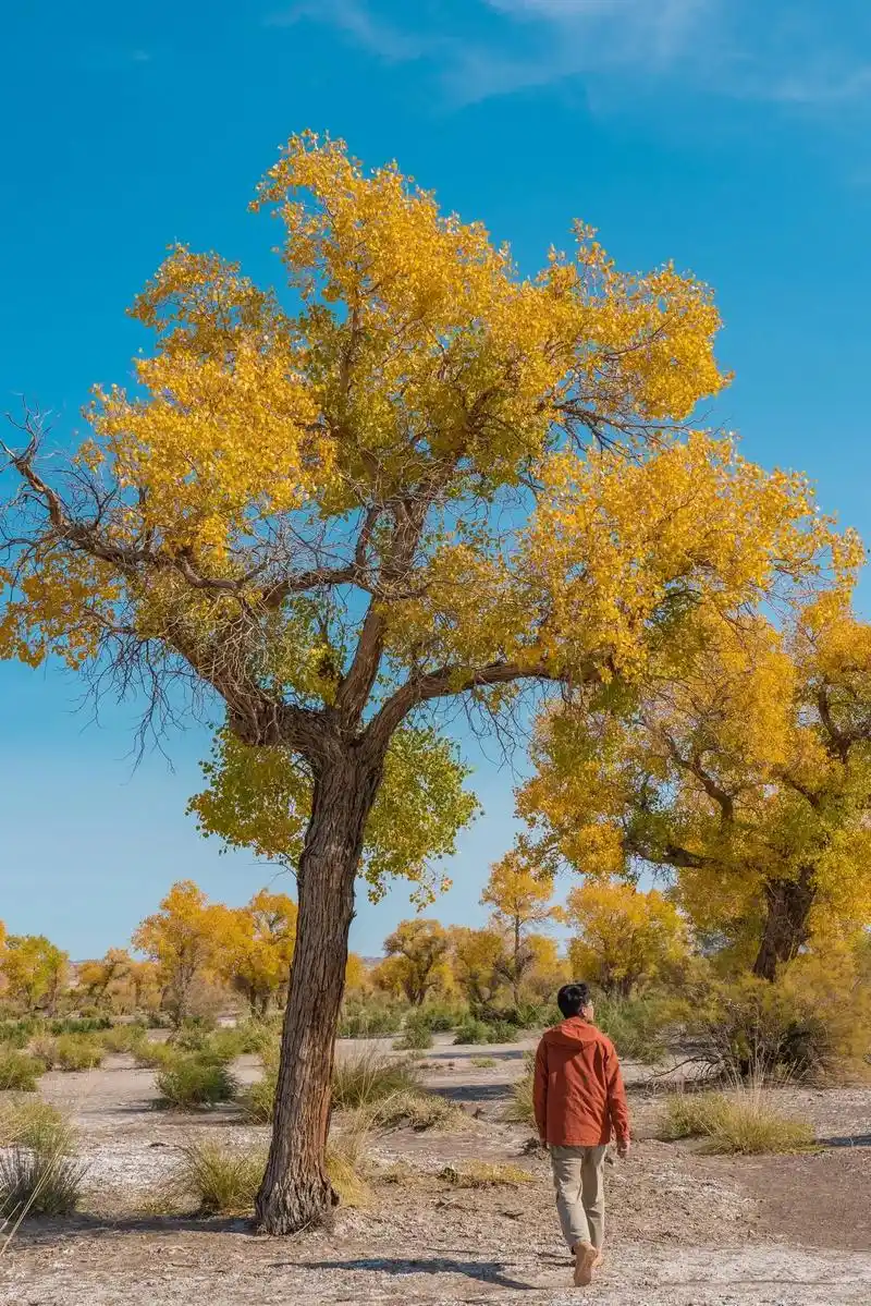 明年秋天一定要去,克拉玛依的原始胡杨林