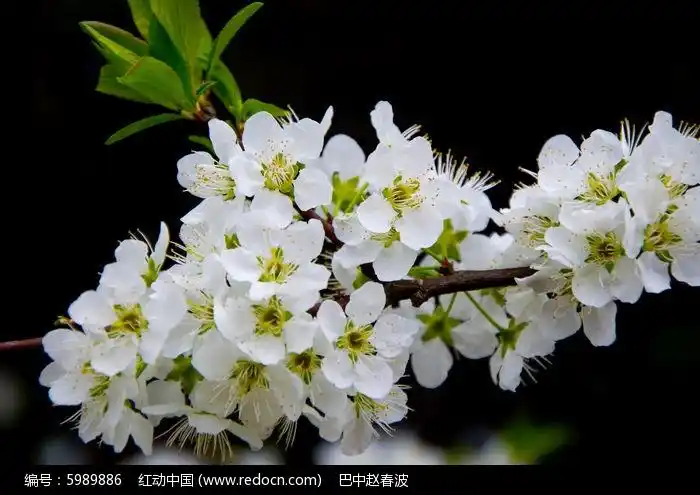 大束白花图片高清图片下载_红动中国