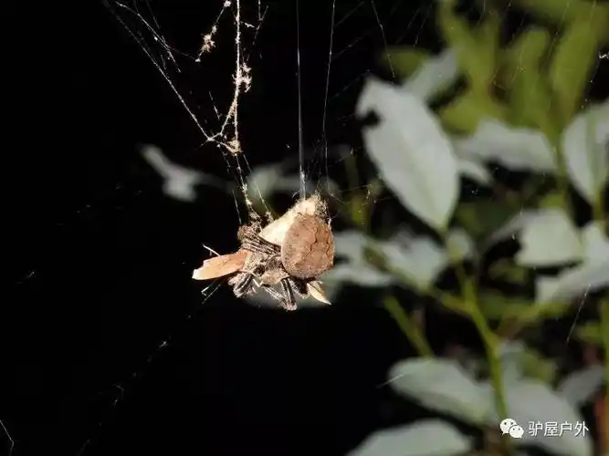 双叉犀金龟(独角仙)尺蠖(尺蛾的幼虫)日本纺织娘鳃金龟中华大蟾蜍蟪蛄