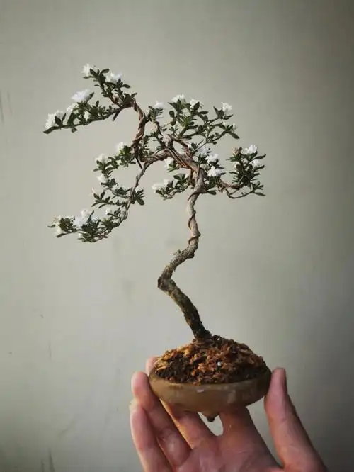 文人六月雪的改造之路