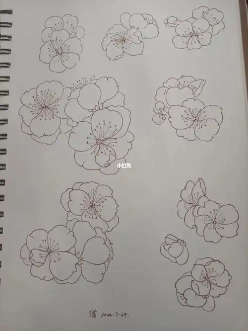 梅花  #临摹  #线描花卉  今天依然画了梅花,是组合的花朵~画完这一