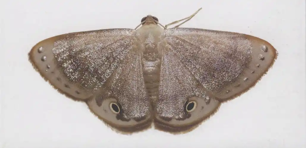 【识别要点】非常容易识别的种类,前后翅的绝大部分覆盖有银色的鳞片