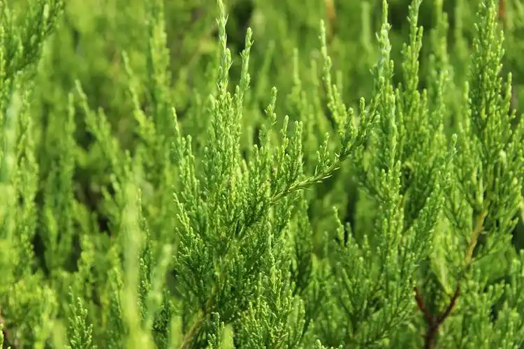 小龙柏常见的病虫害以及防治方法