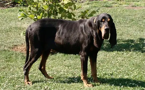 一般友善宠物狗品种大全及图片_价格_长春宠物网