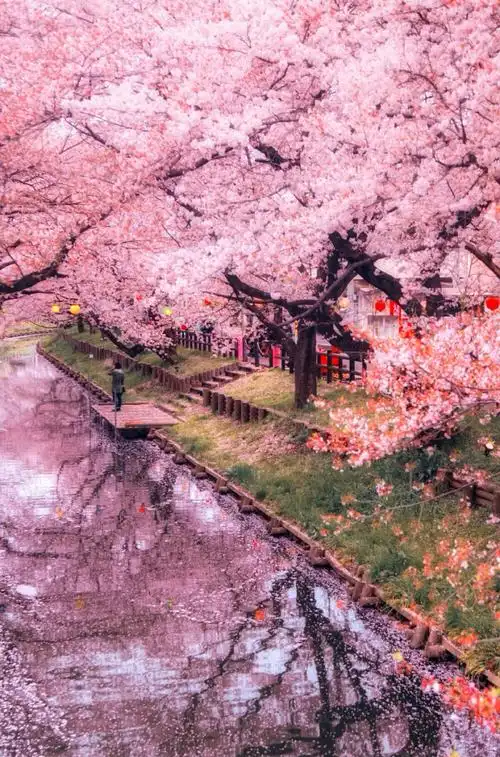 樱花- 堆糖,美图壁纸兴趣社区