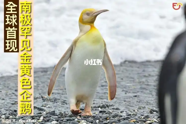 金黄色企鹅