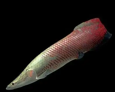 想买- 鹦鹉鱼玩家 - 龙巅鹦鹉鱼