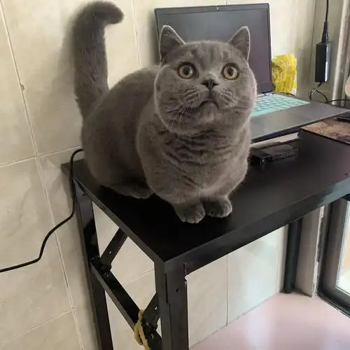 6月大自家养矮脚蓝猫找新家