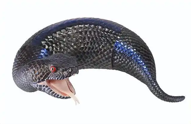 土龙是什么动物,土狼是什么动物,土龙是啥动物  目击 日元 动物 毒液