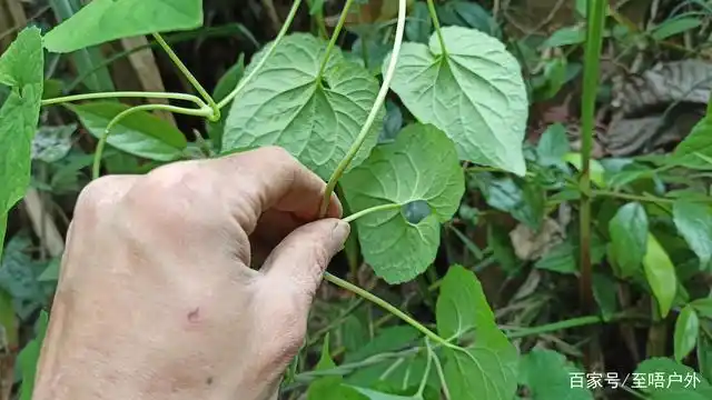 野党参叶片背面