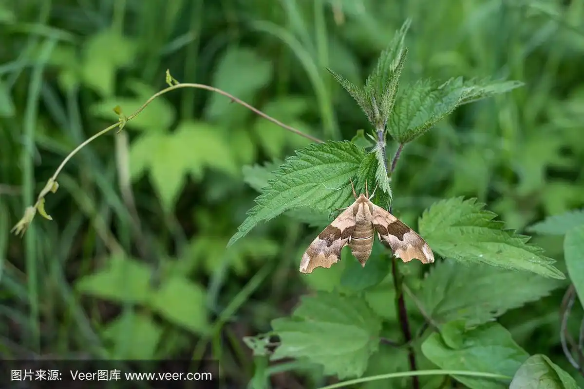绿色植物上的巨蛾