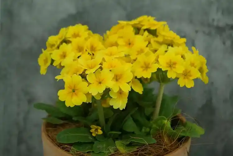 冬天耐寒的室外花卉有哪些9款耐寒又好养的花草推荐