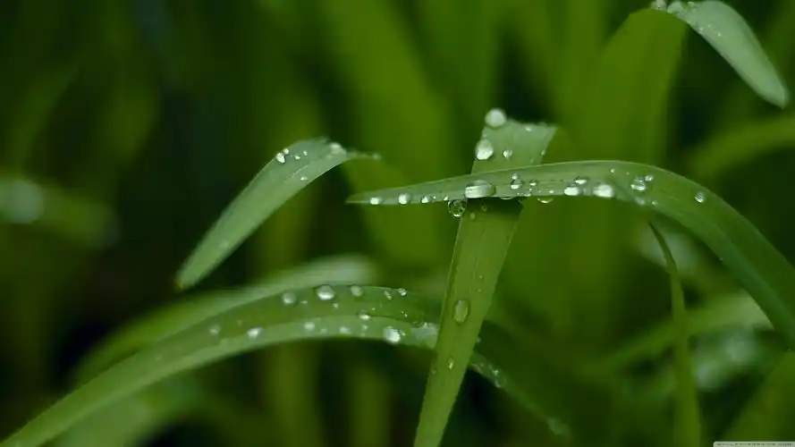 【高清壁纸】绿色壁纸集!一如既往2160x1920高清分辨率!