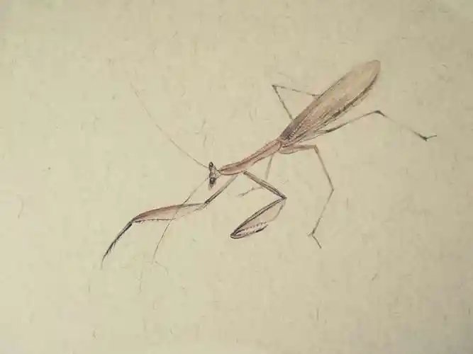 之折扇篇标签中国画昆虫花鸟蝉齐白石创作时间2019/02/15添加表