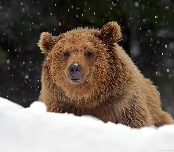 熊是一种大型哺乳动物