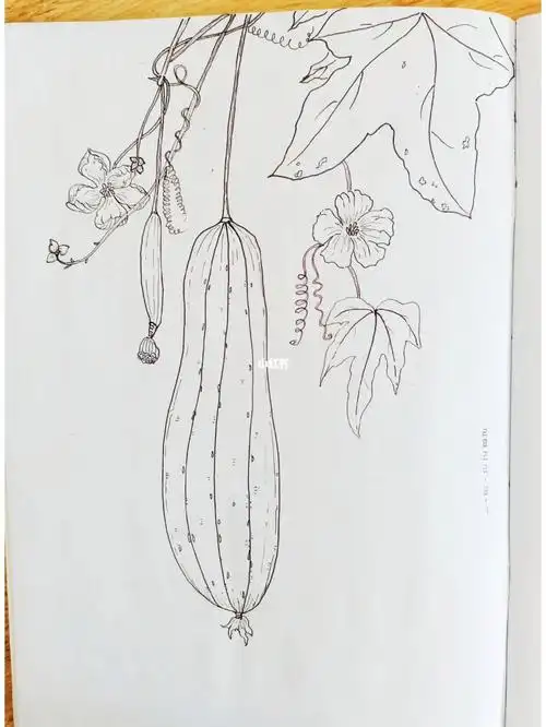 夏天最爱丝瓜汤