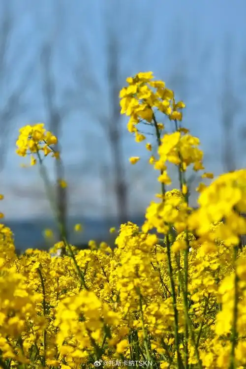 从一朵花看春天##春游季