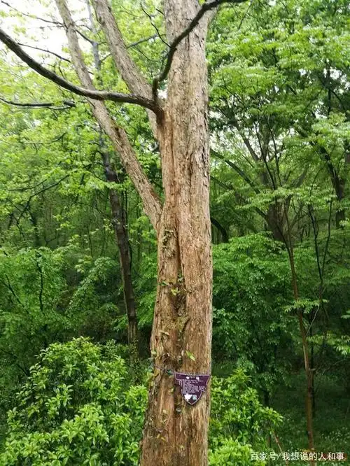 黄檀树自动降雨的原因是什么呢?