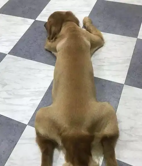 主人亲自给金毛理发,造型太美了,仿佛一只拉布拉多!