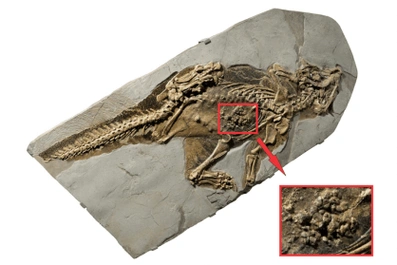 恐龙家族"萌系担当"