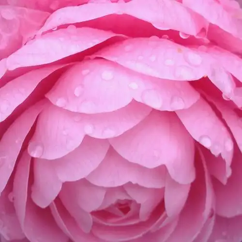 雨中的粉色山茶花