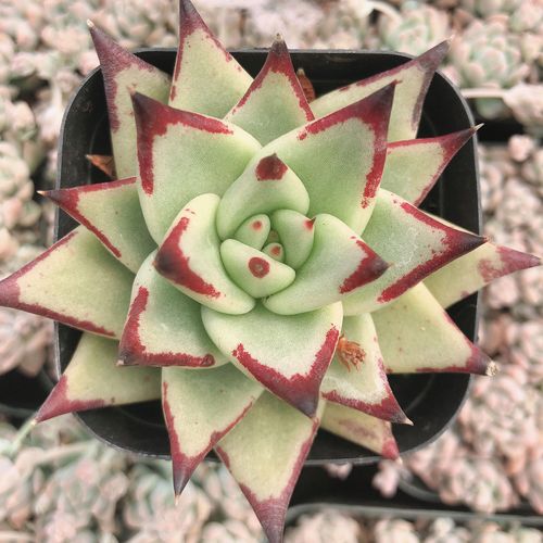 韩国进口乌木黑檀汁多肉植物纯乌木橙乌木黄乌木多肉植物