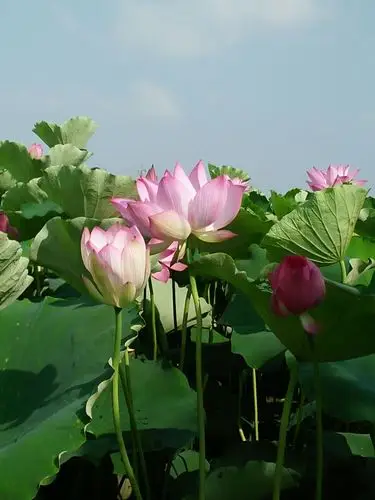 炎炎夏日,清清荷塘.骄阳似火热,池风拂面香.