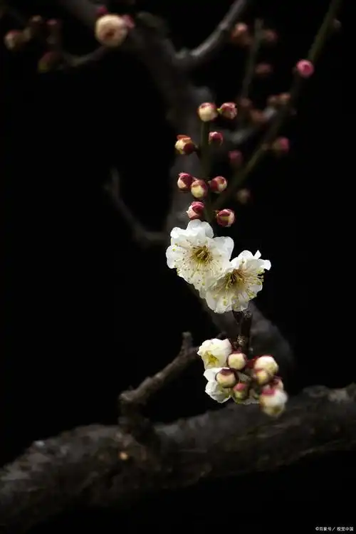 一首梅花诗词,惊艳了整个冬天