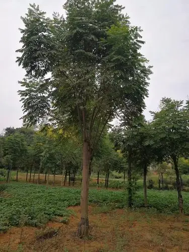 截杆移植栾树15-20