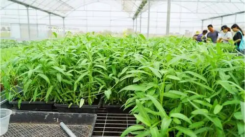 载种空心菜不需要土,播种定植十分关键,学会了并不难