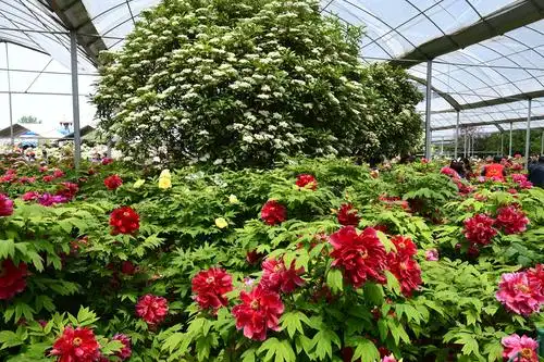 洛阳开封西安三古都赏花美食自由行