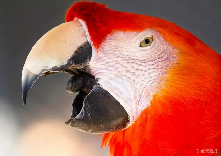 绯红金刚鹦鹉_特写_鸟嘴_高清图片_全景视觉