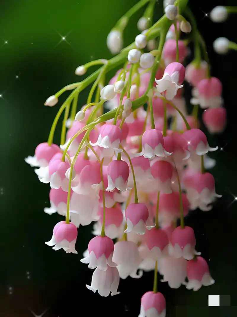 据说看见这铃兰花会走桃花运