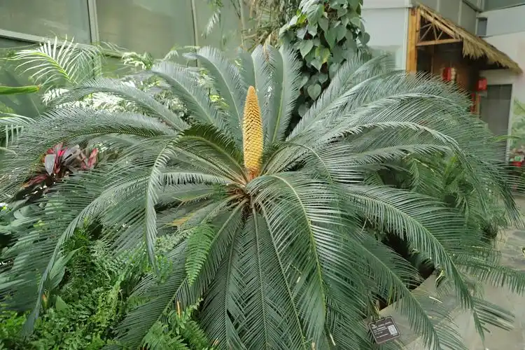 苏铁科属常绿植物,呈棕榈状,树干为圆柱形;鳞叶呈三角状卵形,叶柄有