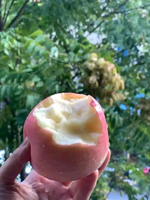 北方的苹果真的脆大甜