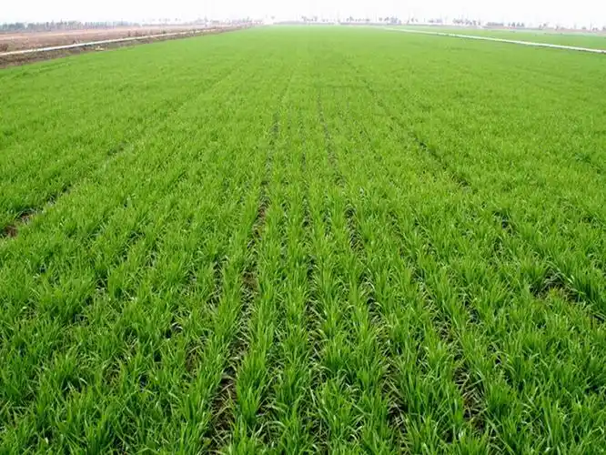 小麦高产种植管理之五小麦防冻增温技术