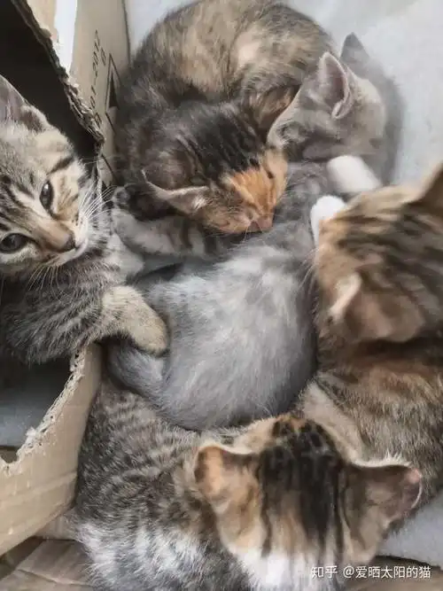 蓝猫爸爸和狸花猫妈妈生出来的孩子长什么样