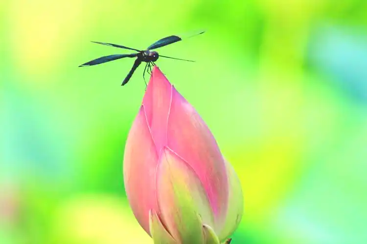 《荷花绽放光彩夺目》摄影专辑